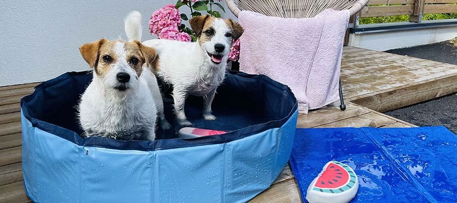 Koiran uima-allas on avuksi viilennyksessä helteellä.