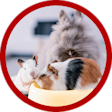 VZ CATGORY Small animals Other animals CAMPAIGN