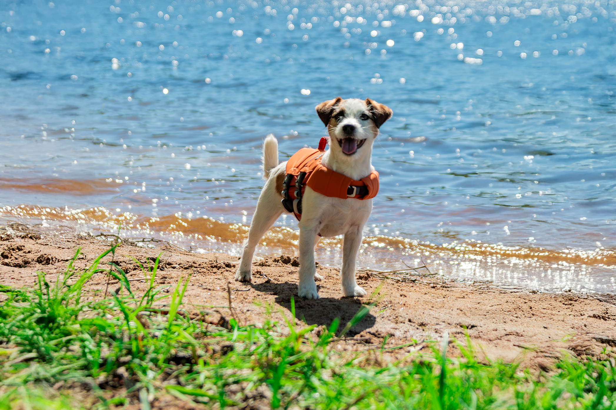 Pureplay Animals during holiday DOG 3x2