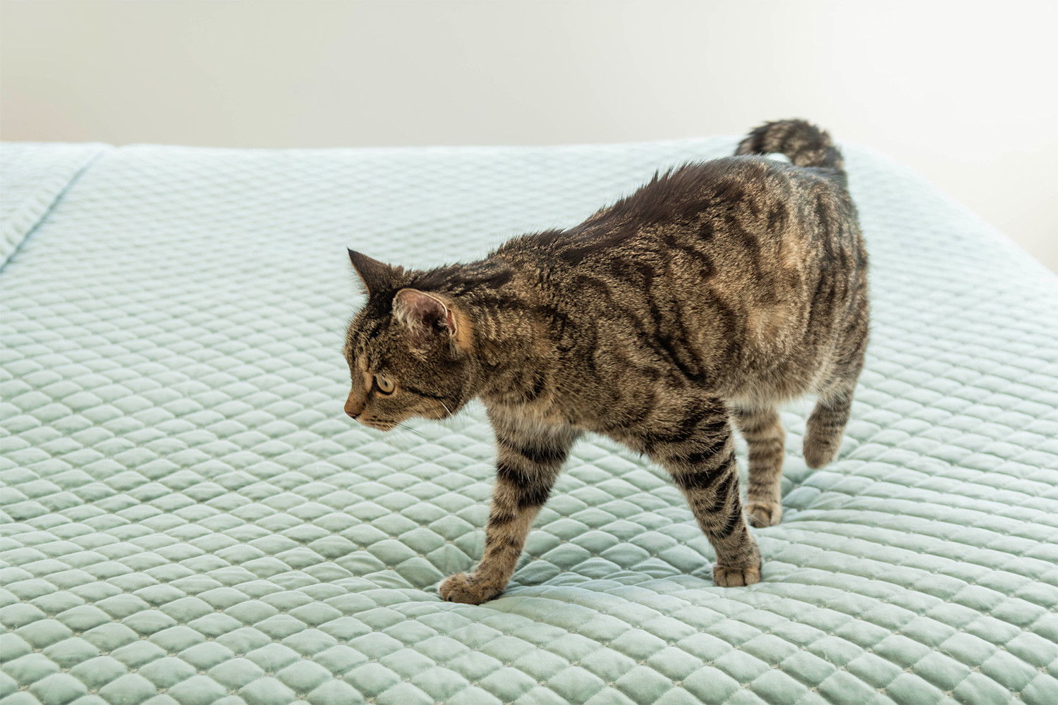 Pureplay Do cats stop marking after being neutered CAT 3x2