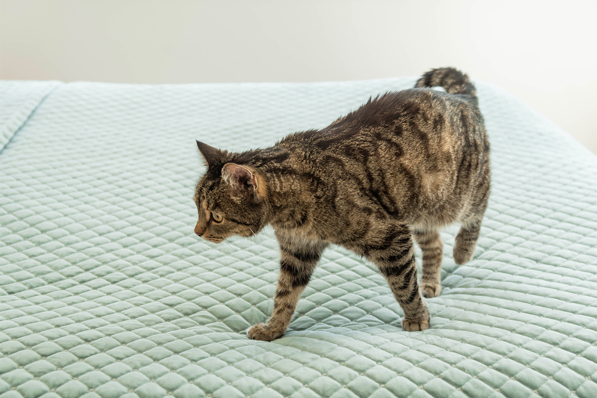 Pureplay Do cats stop marking after being neutered CAT 3x2