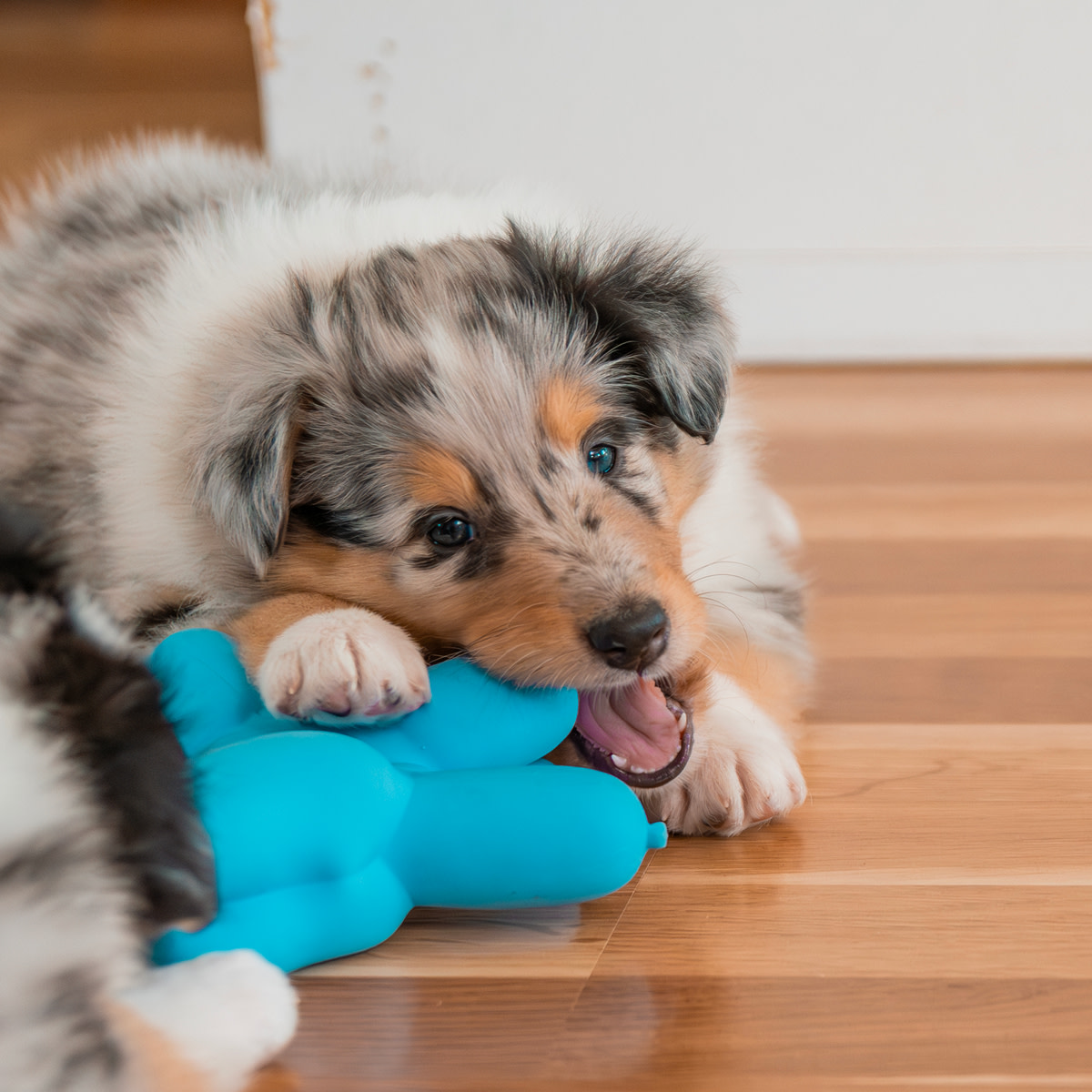 Pureplay article Puppy DOG 5x6