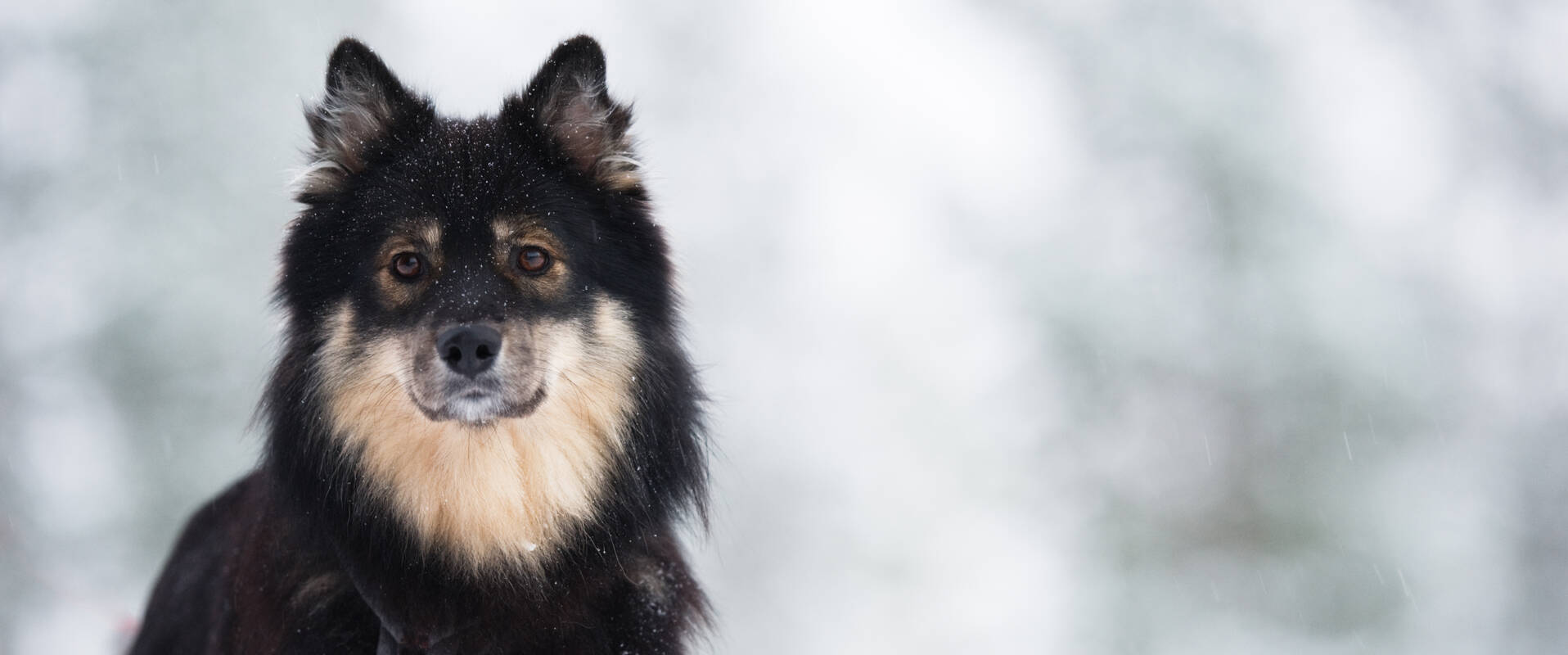 Lapphund-AdobeStock (2)