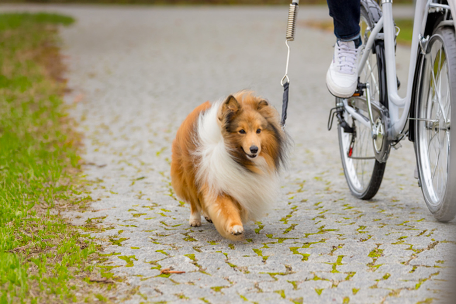 Pureplay How to Train a Dog to Run Next to a Bicycle DOG 3x2
