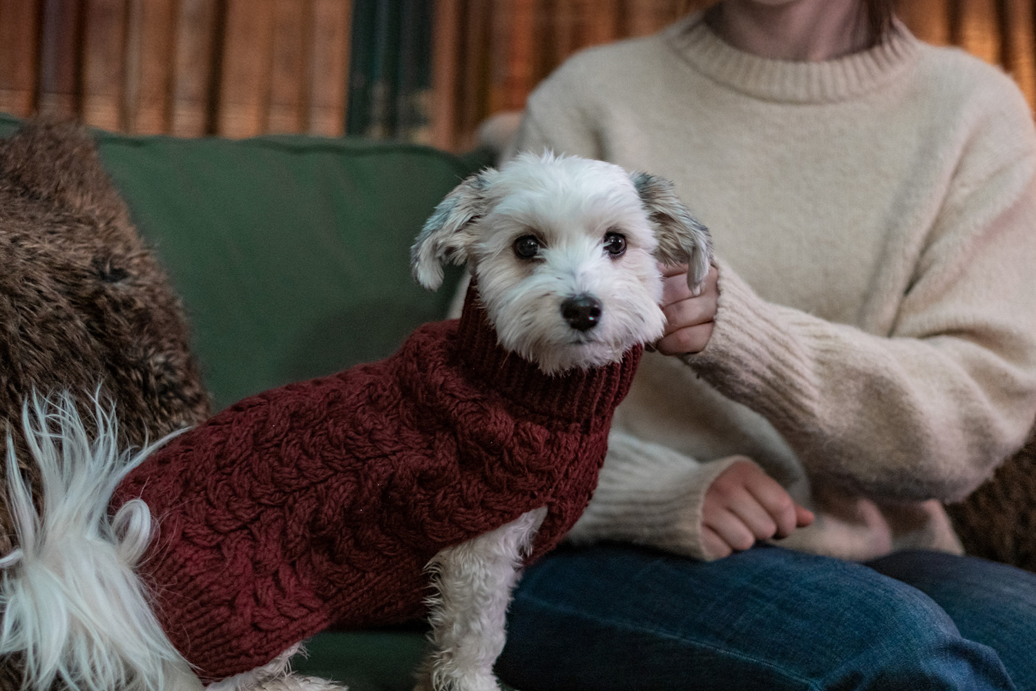 Pureplay article Bichon Havanais DOG 3x2