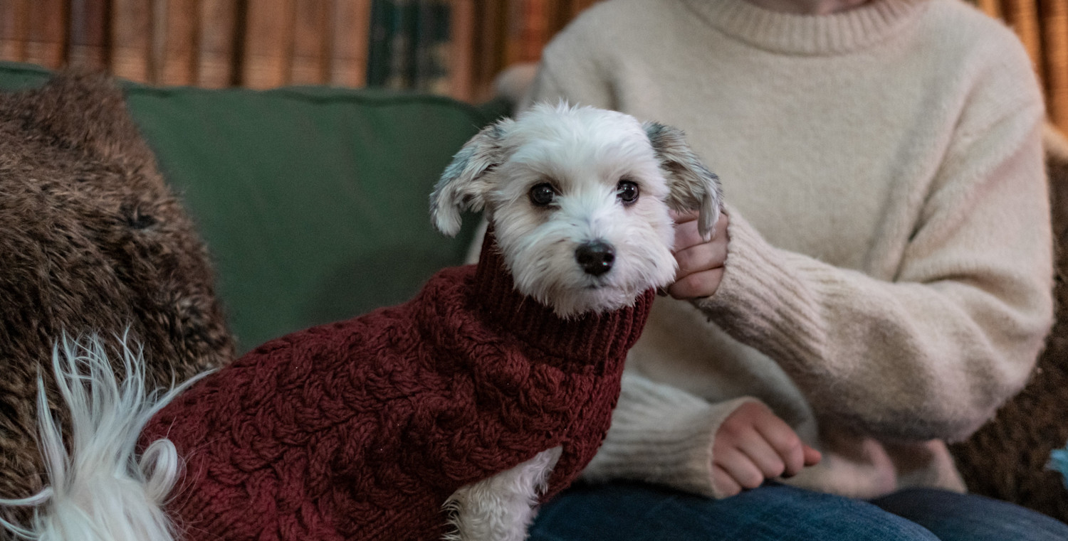 Pureplay article Bichon Havanais DOG