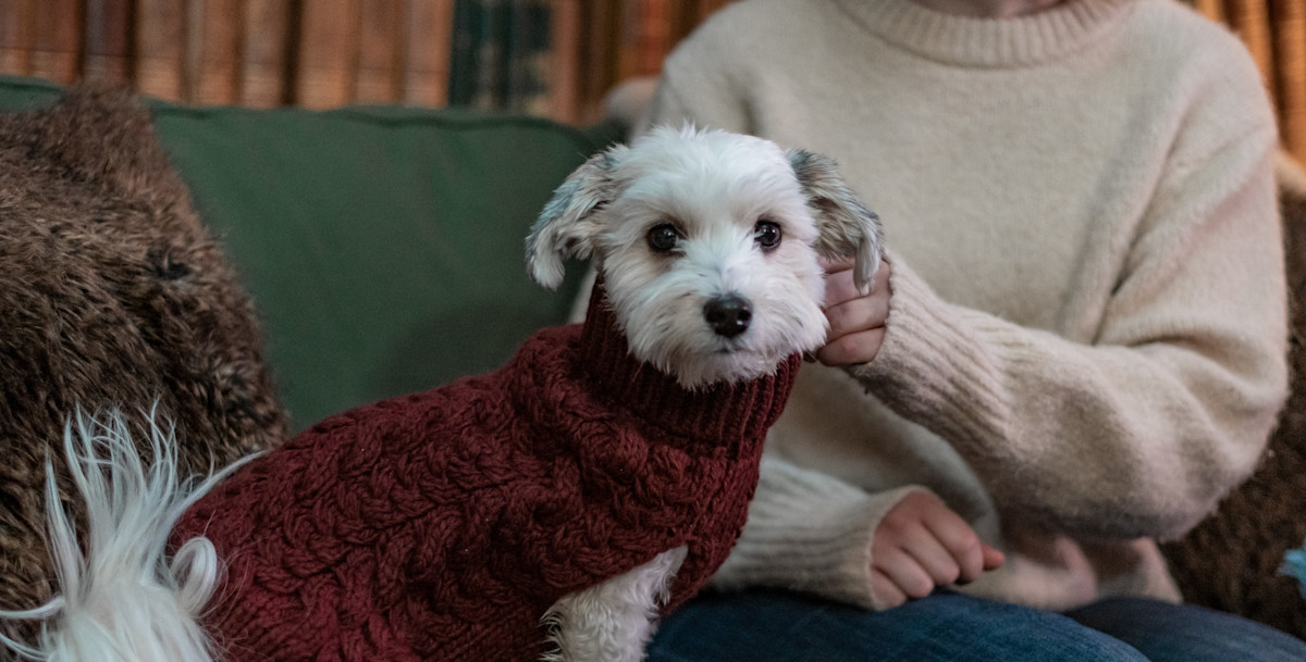 Pureplay article Bichon Havanais DOG 3x2