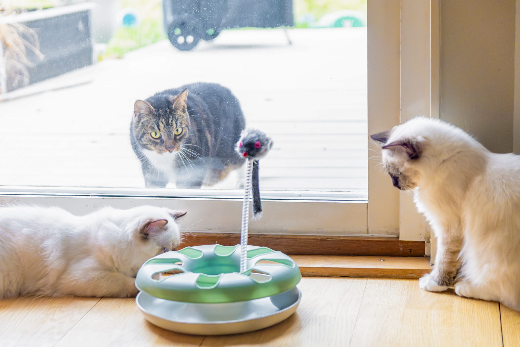 Pureplay article buying another cat - about buying a cat when you already have one CAT 3x2