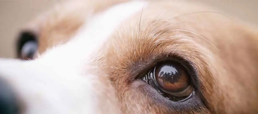 Koiran silmät