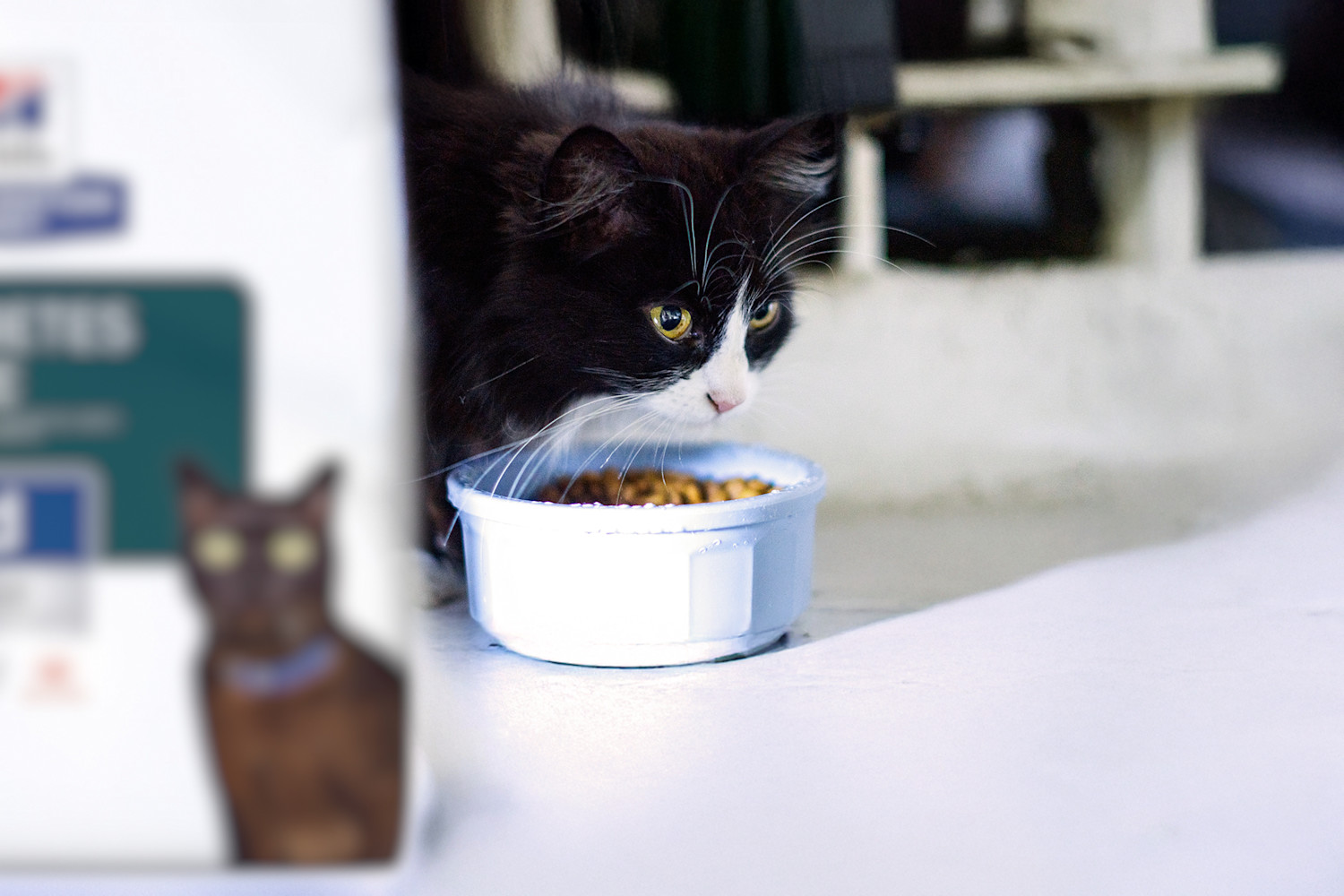 Pureplay article Diabetes in cats CAT 3x2