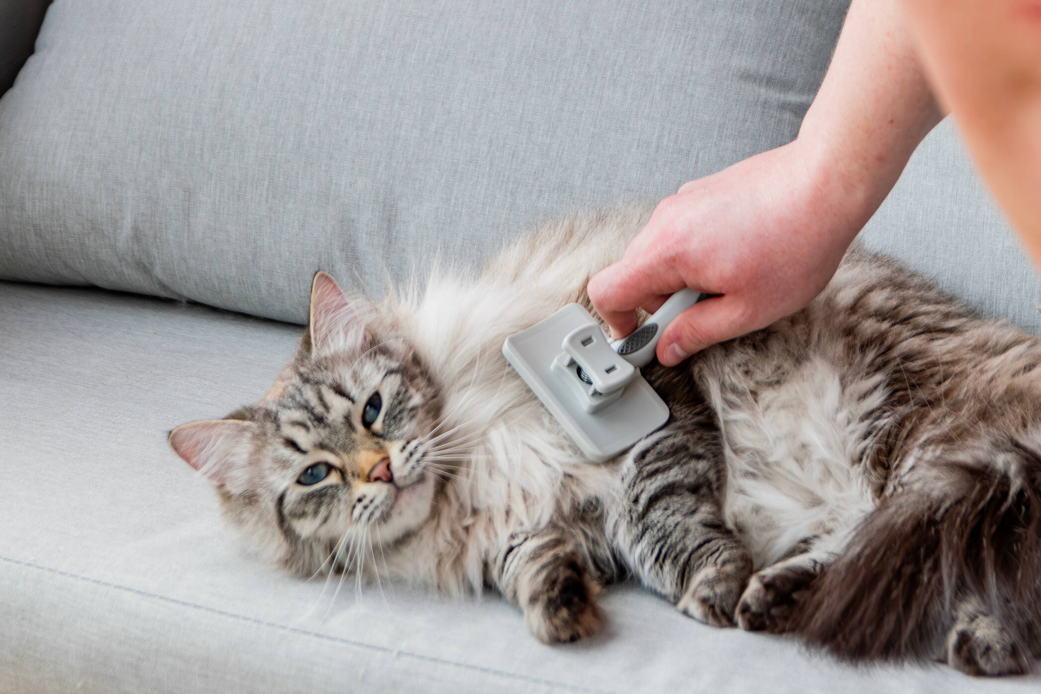 Kissan-harjaus-2094x1396px