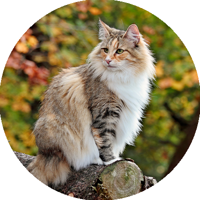 Høst med katt