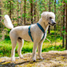 Pureplay article Dog Guide DOG 3x2