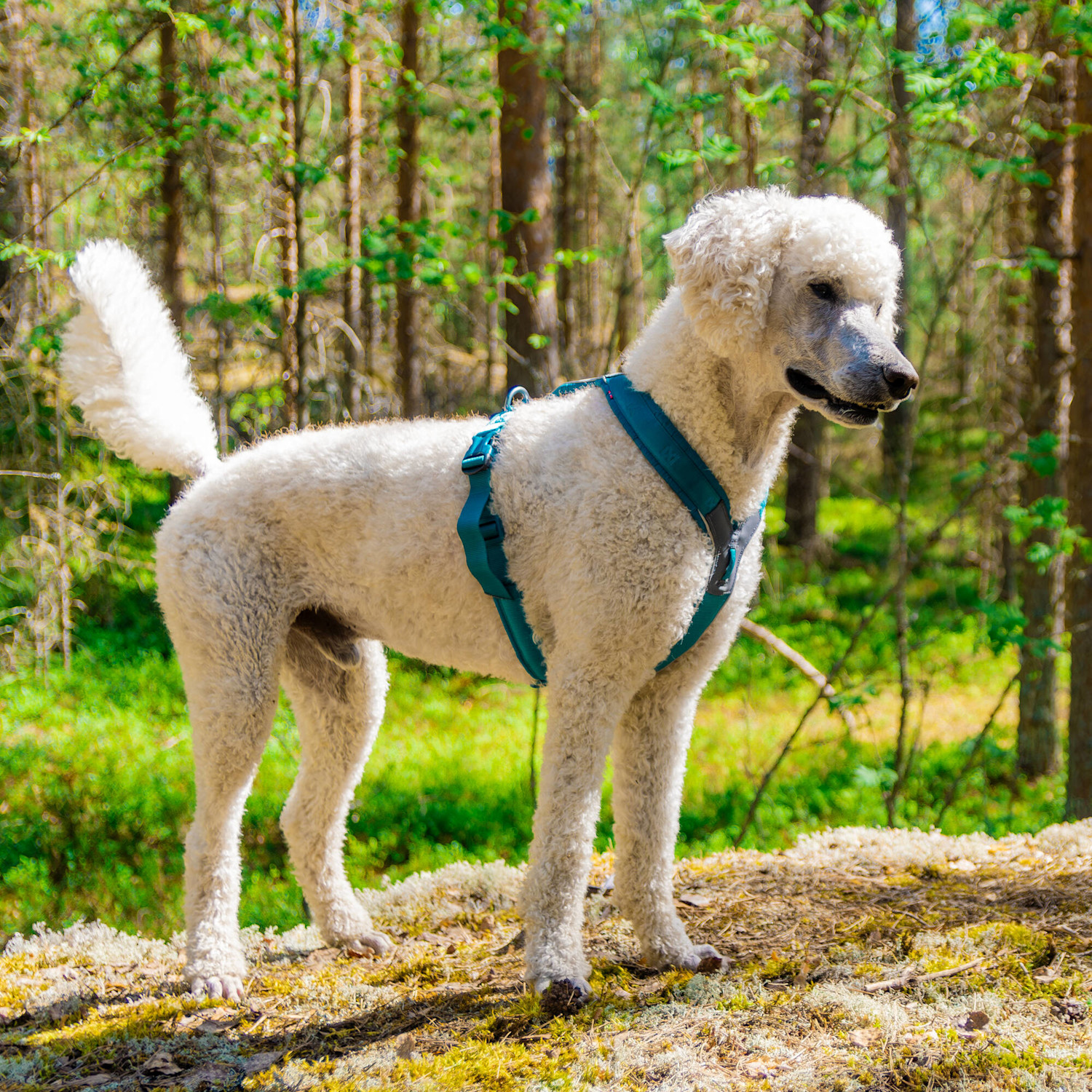 Pureplay article Dog Guide DOG 3x2