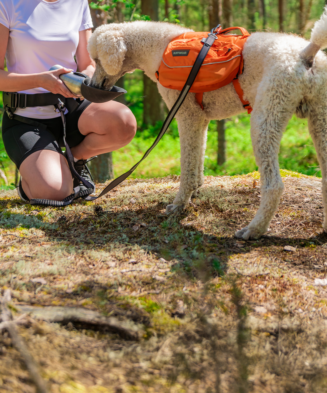 PurePlay Travel with Dog Summer DOG 5x6