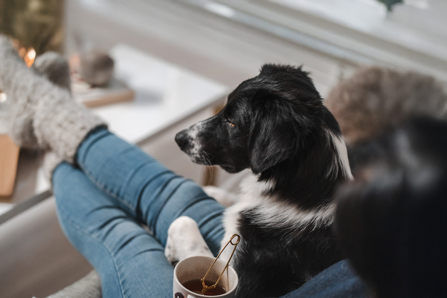 Pureplay article stomach rumbles. DOG 3x2