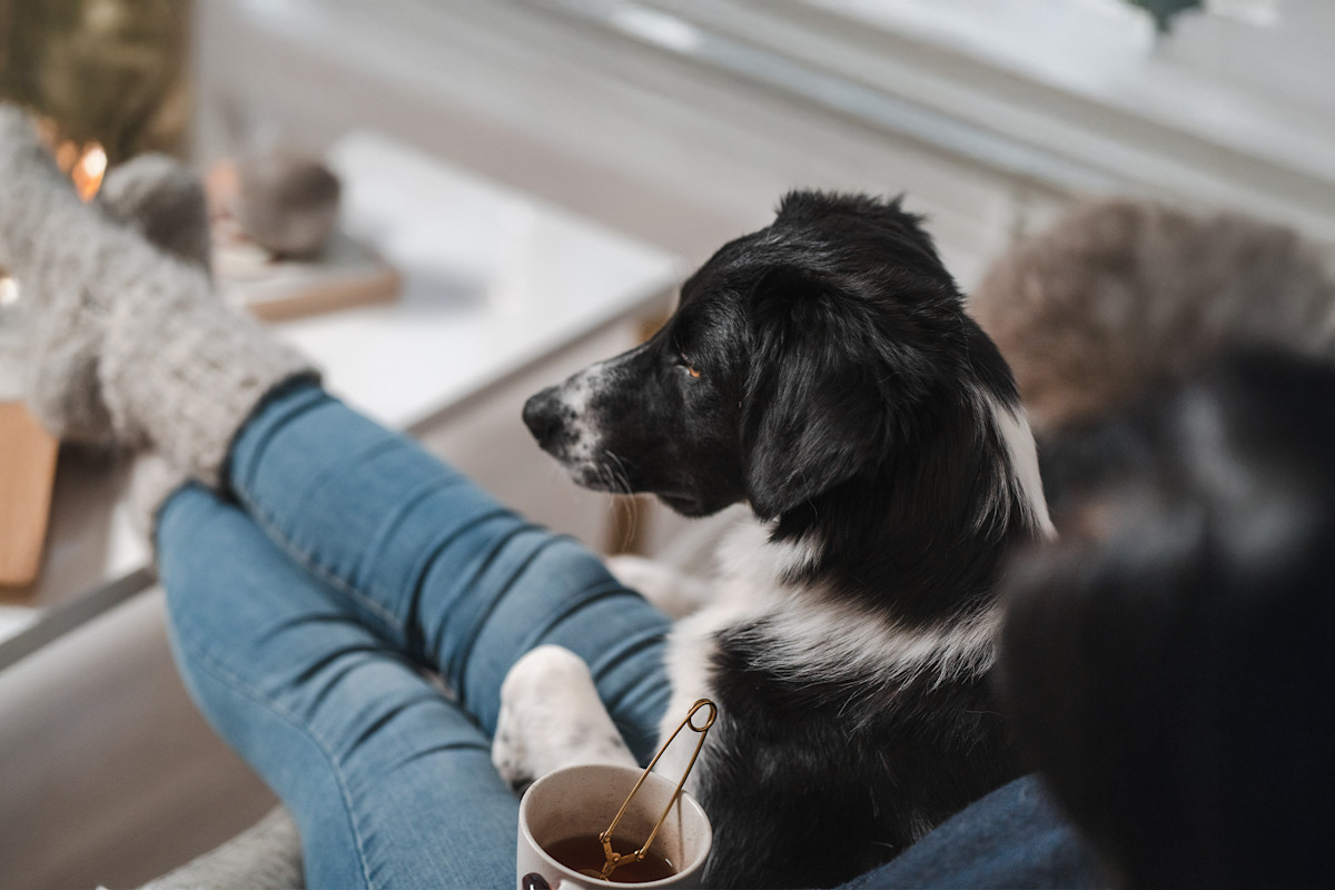 Pureplay article stomach rumbles. DOG 3x2