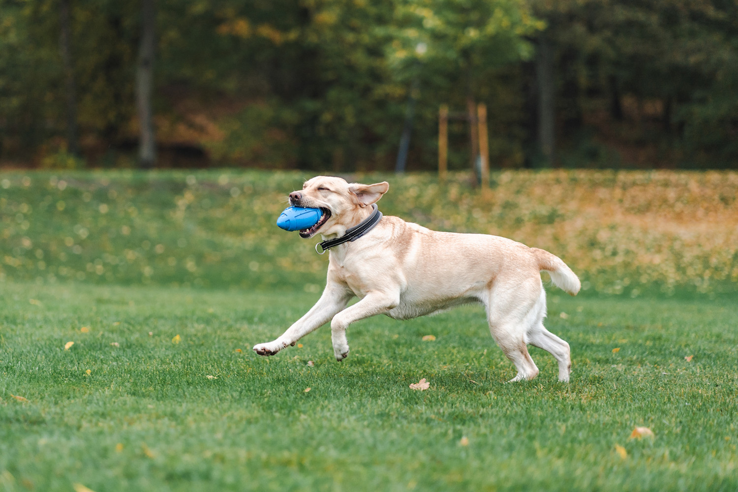 Pureplay article Fibrafos Pro-Fibre DOG 3x2