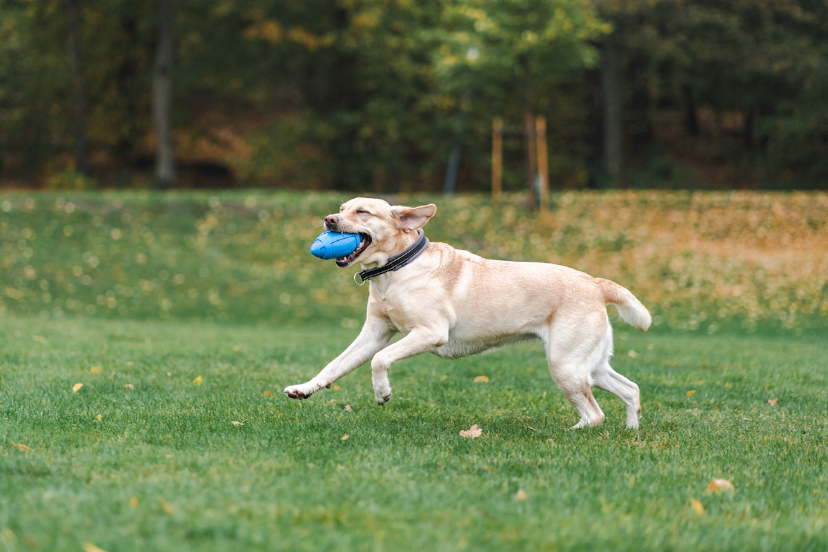 Pureplay article Fibrafos Pro-Fibre DOG 3x2