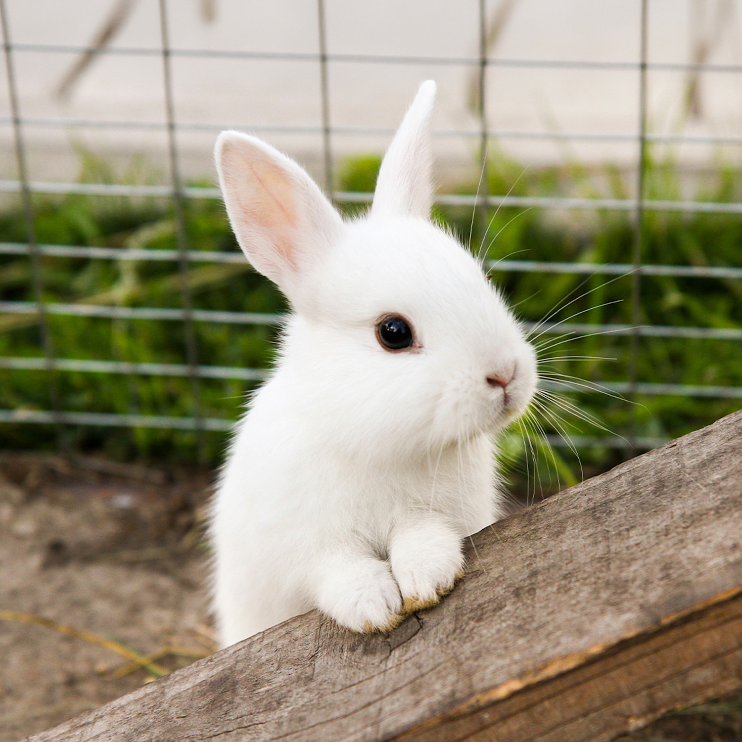 En vit kanin