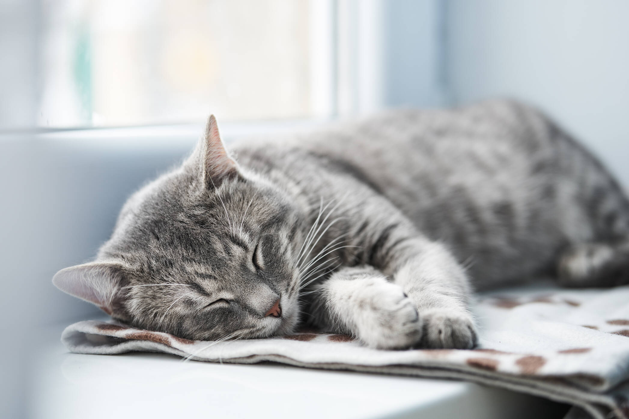 AdobeStock 194195345-cat-sleeping-2094x1396