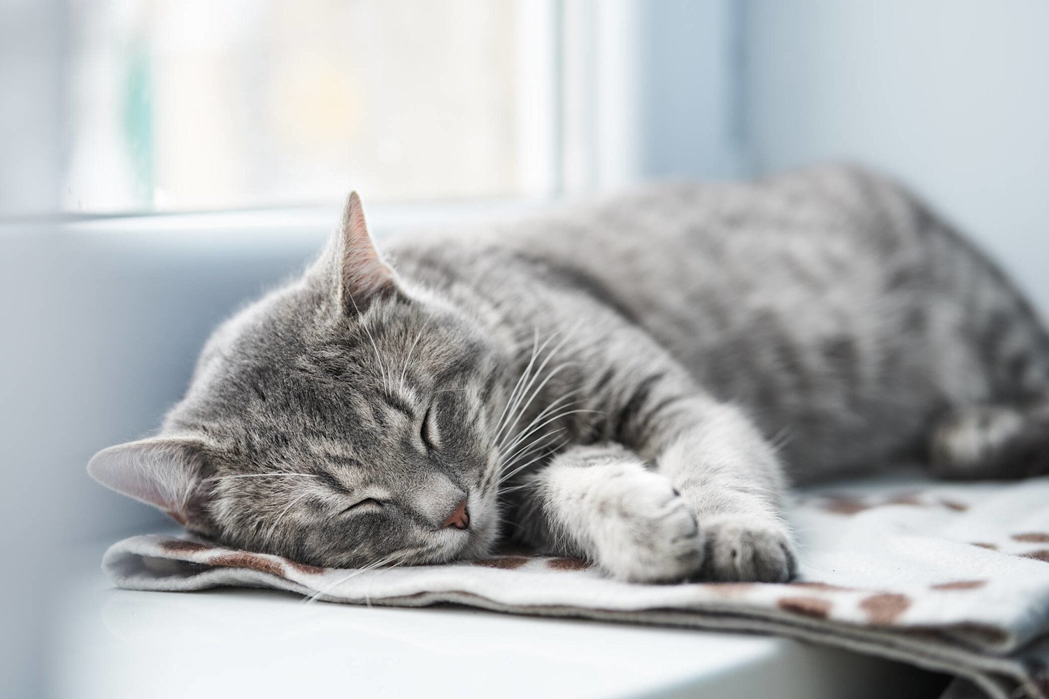 Kissa nukkuu 2094x1396