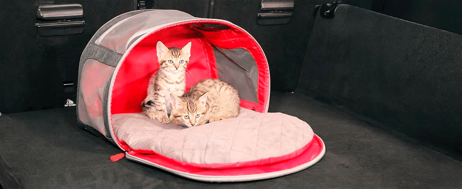 Kissat kuljetuskopassa