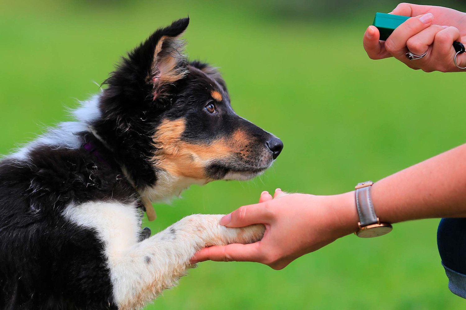 koiranpennun-koulutus