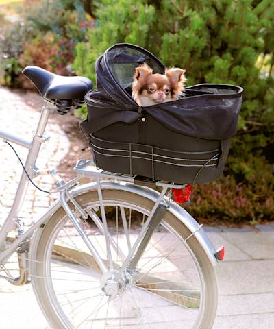 Cykel med cykelkorg på pakethållaren. Liten hund sitter i korgen