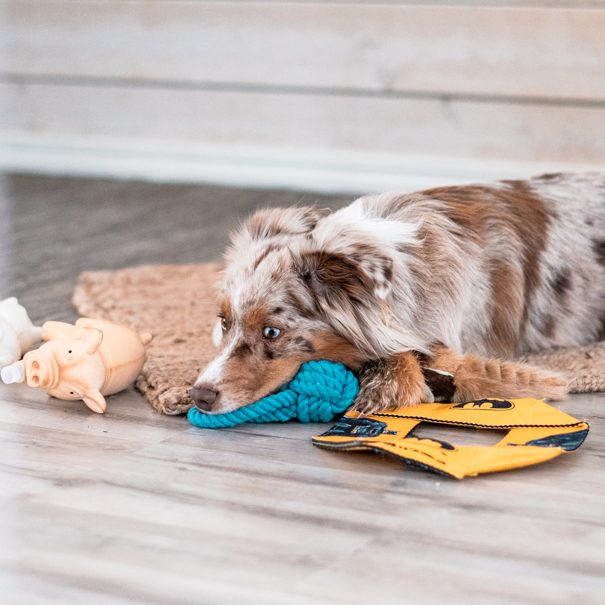 Dog-indoor-toys