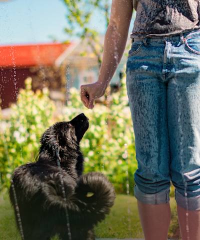Somrig bild på en svart hund som får en hundgodis ur handen från människa
