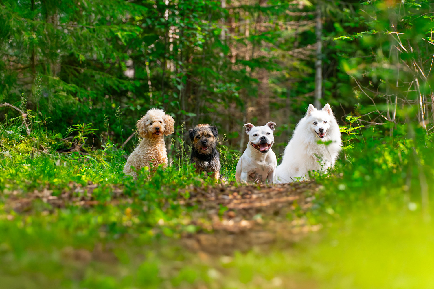 Pureplay article Breeds DOG 3x2