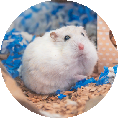 Hamster