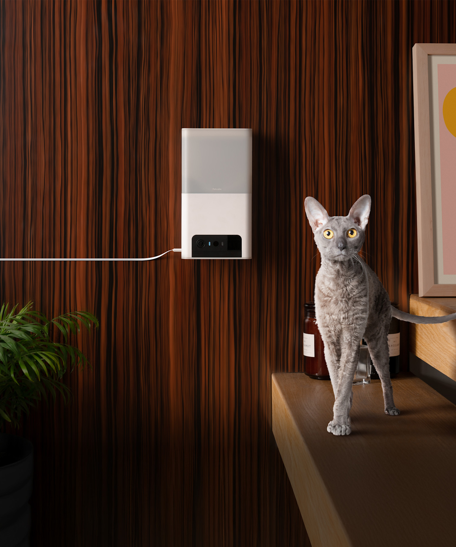 PetCube Husdjurskamera