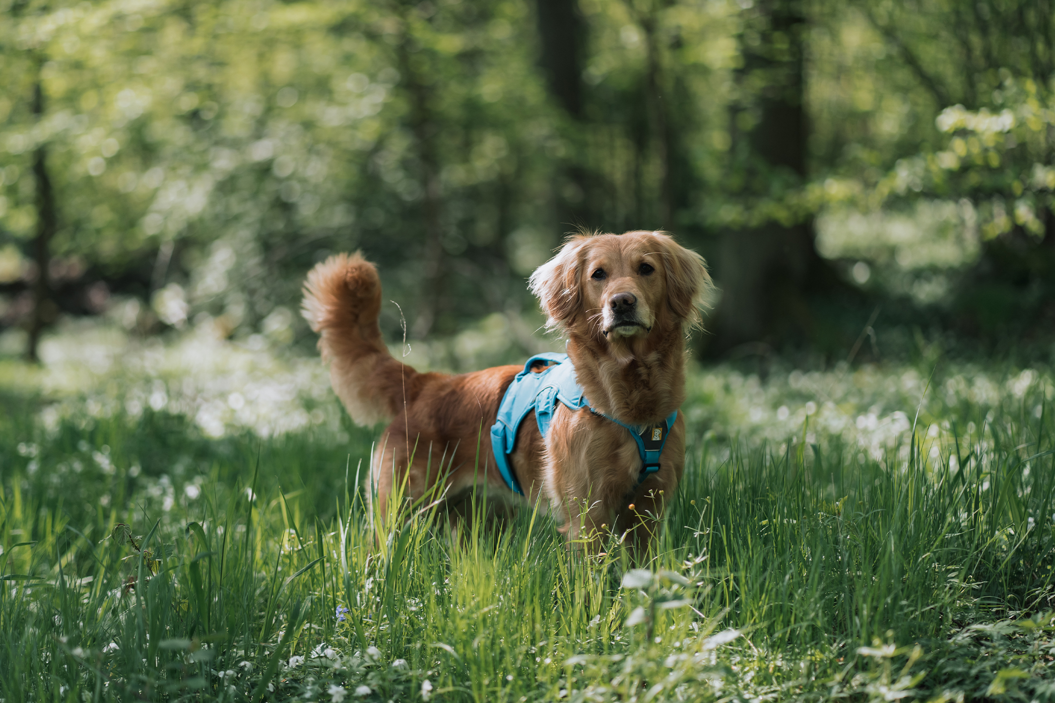 Pureplay article Golden Retriever DOG 3x2