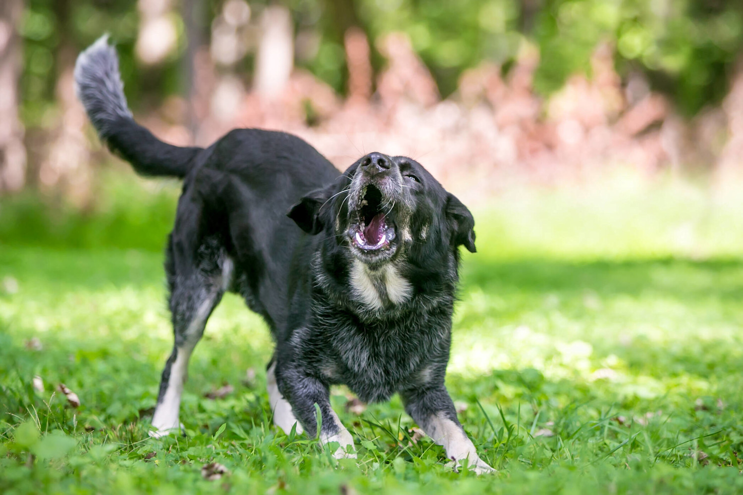 AdobeStock 296853523 koira haukkuu