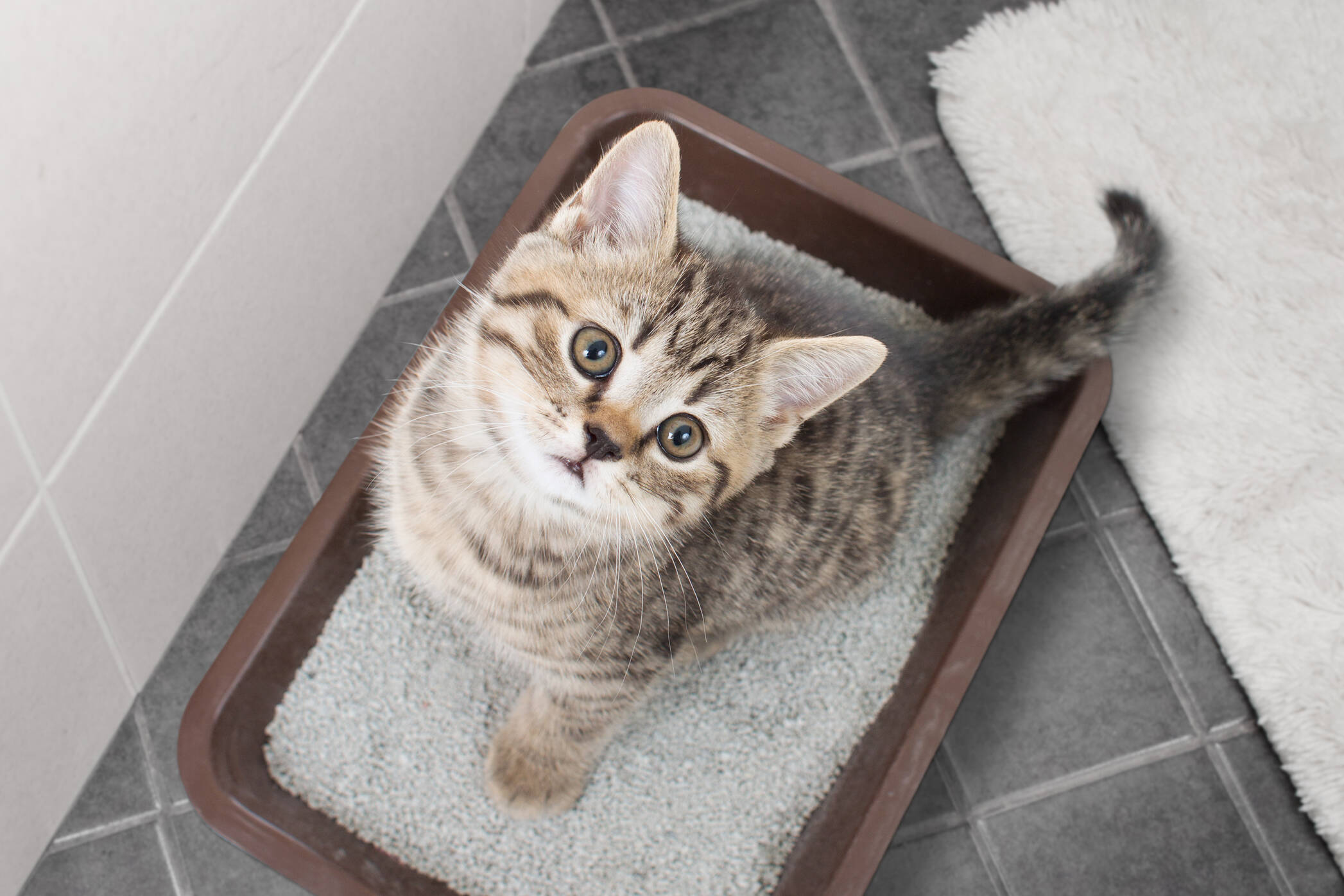 Litterbox and a cat 2000x2000px