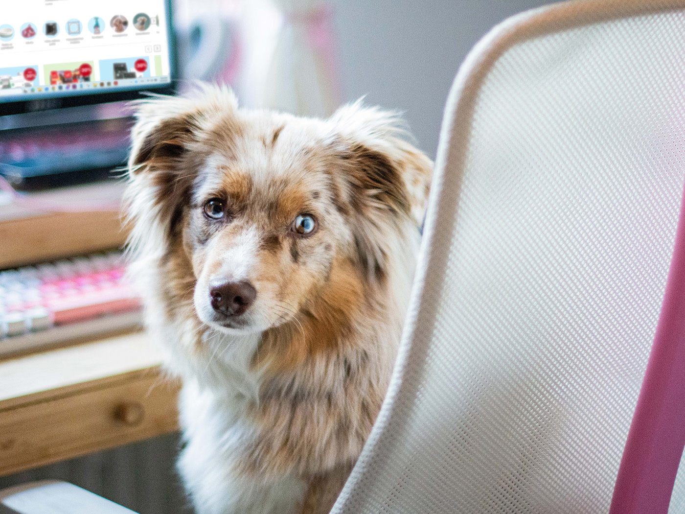 Koira tietokoneella Peten sivuilla