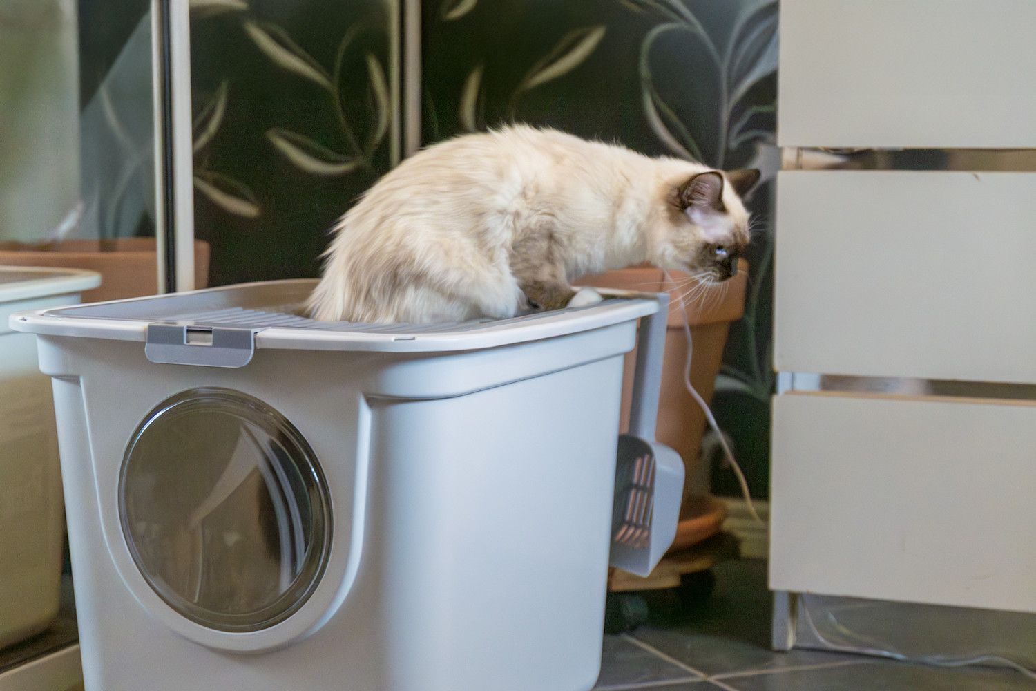 Pureplay Article WHAT TO DO WITH A KITTEN THAT HAS A LOOSE STOMACH CAT 3x2