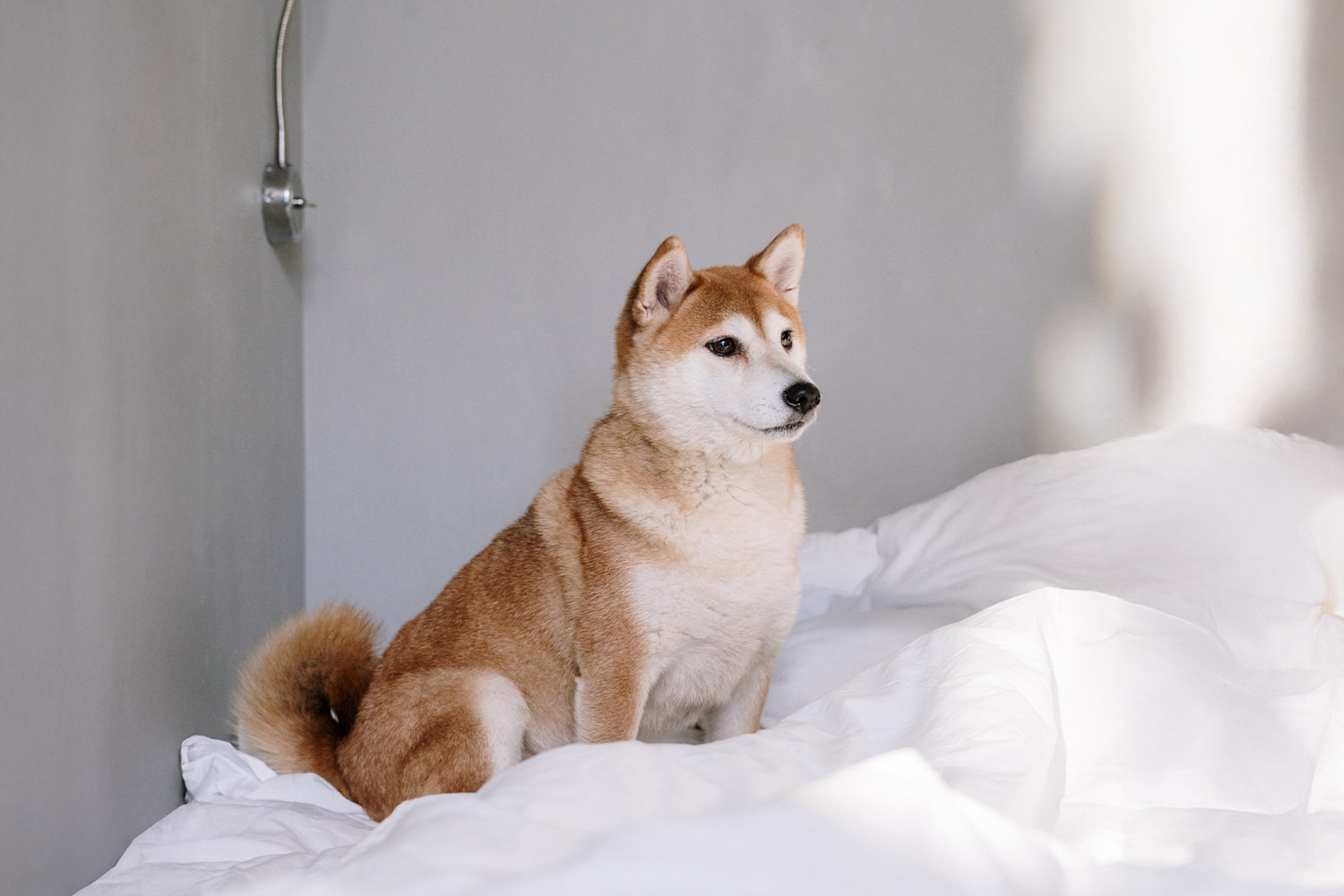 Pureplay article Shiba DOG 3x2