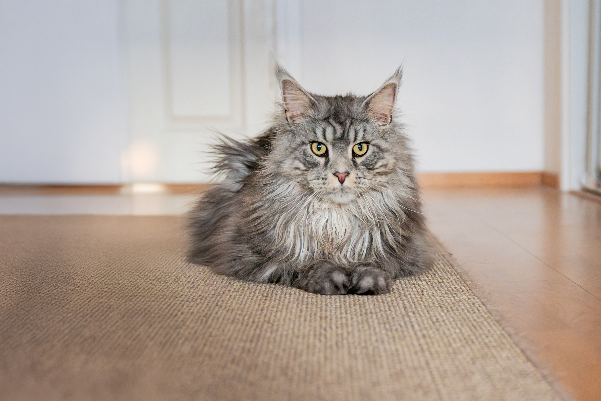 Pureplay article CAT 3x2