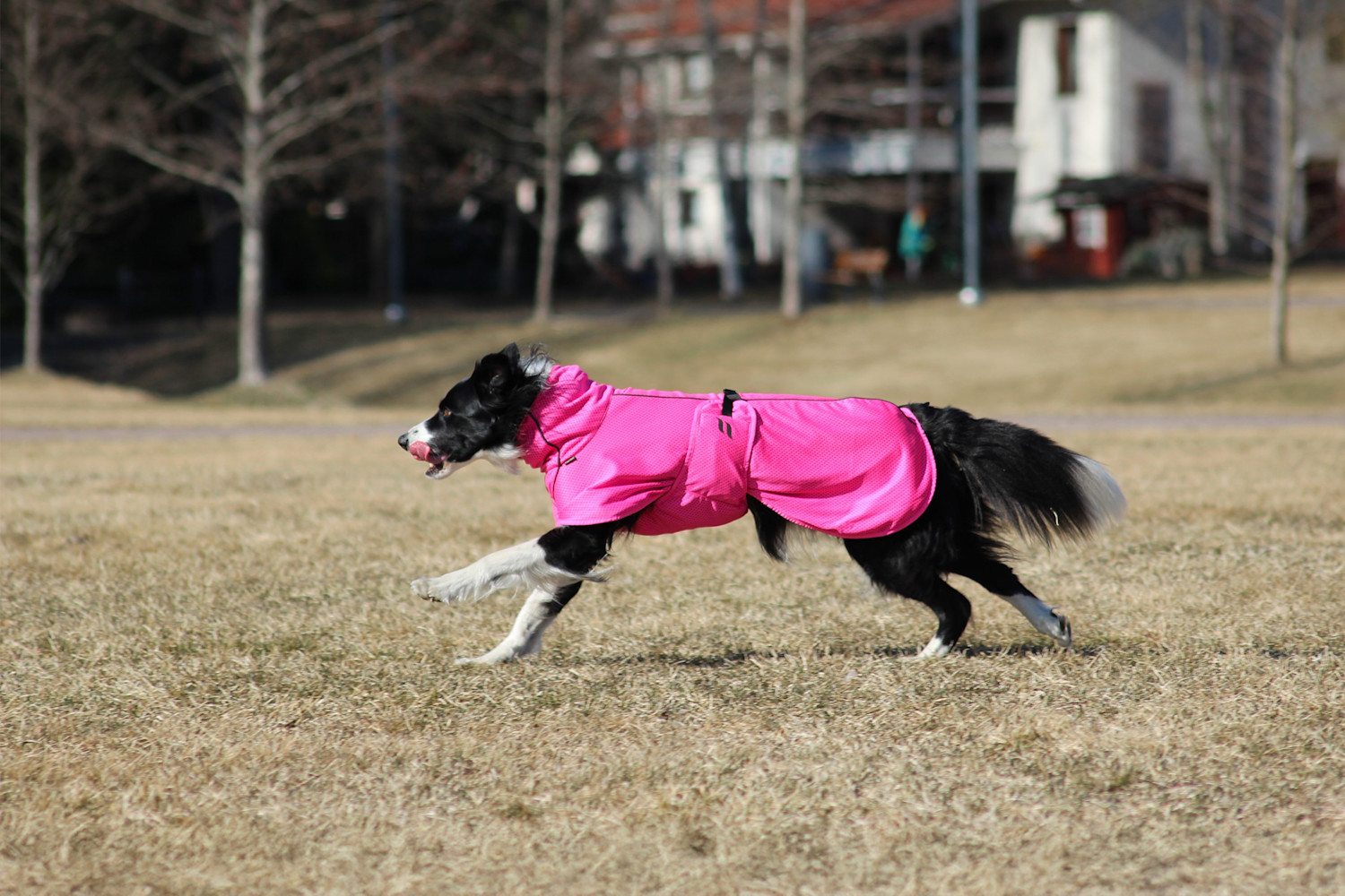 Pureplay back on track DOG 3x2