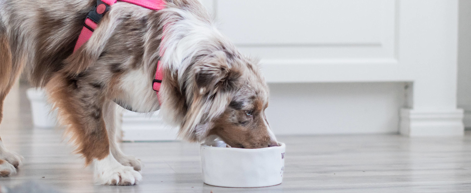 Koira syömässä 3000 x 1228 px