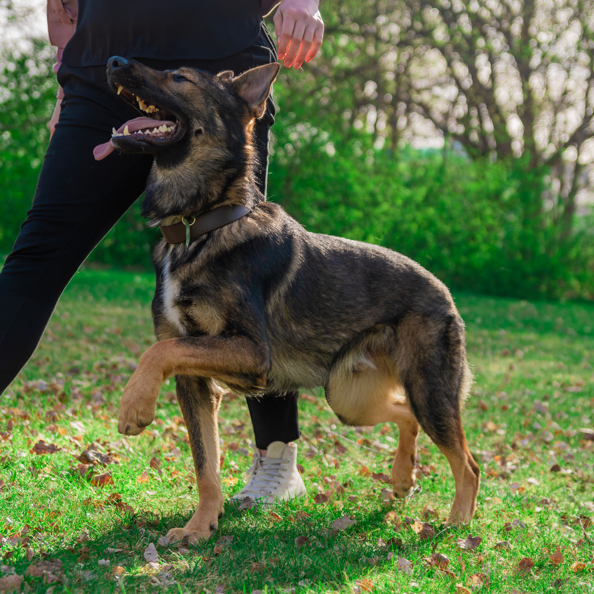 German-shepherd-heeling