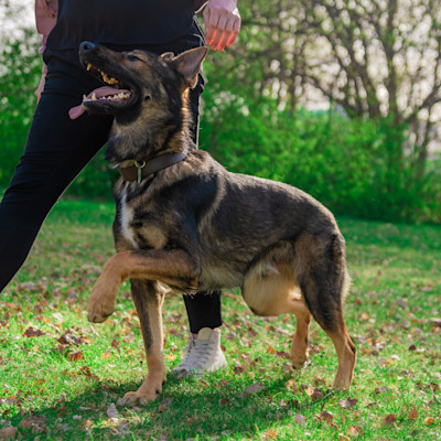 German-shepherd-heeling