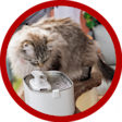 VZ CATGORY CAT Cat Spring CAMPAIGN