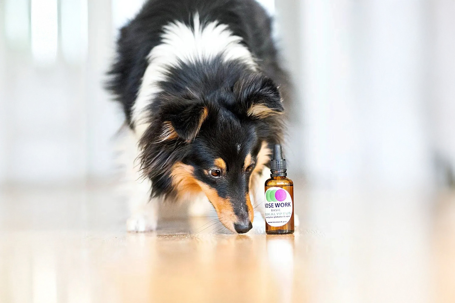 Pureplay article Nose Work DOG 3x2