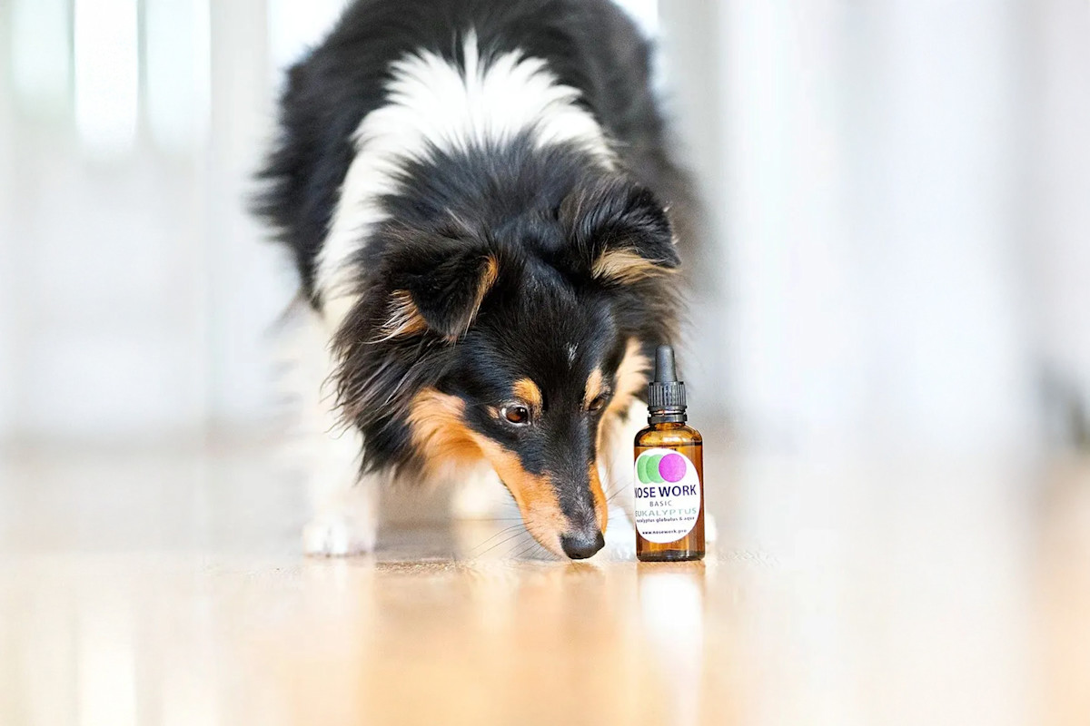 Pureplay article Nose Work DOG 3x2