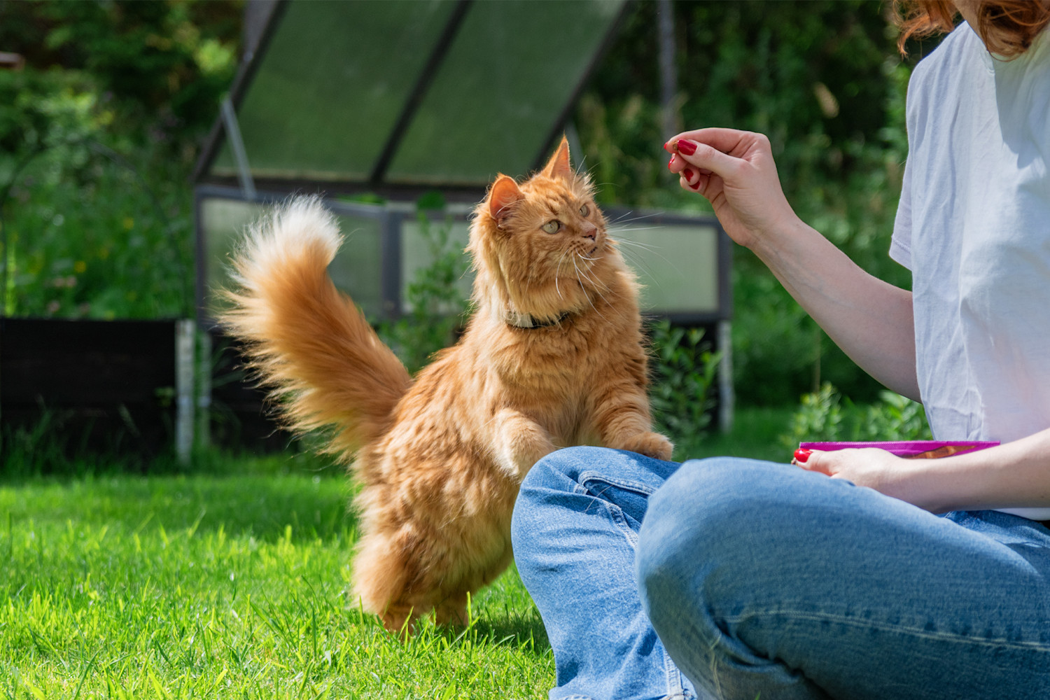 Pureplay article getting a cat - tips for those thinking about buying a cat CAT 3x2