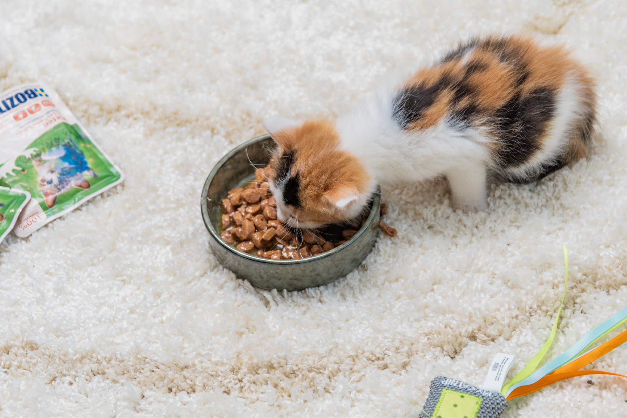 Pureplay article How much should a kitten eat CAT 3x2